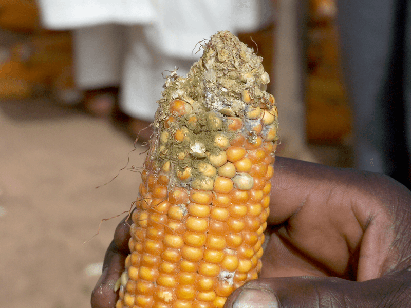 EAGC gears up to solve the aflatoxin challenge in maize trade in the region